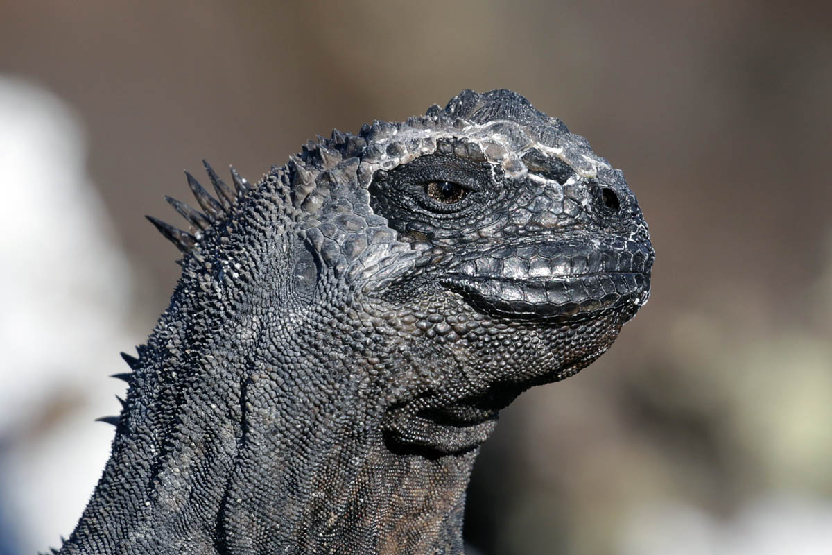 Iguanaportrait